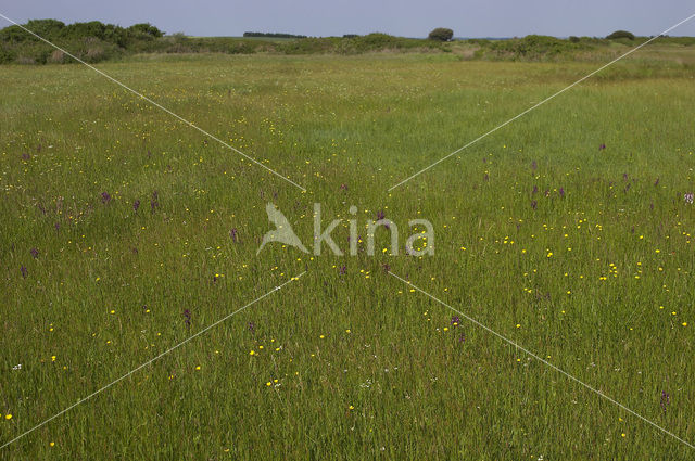 Bug Orchid (Anacamptis coriophora)