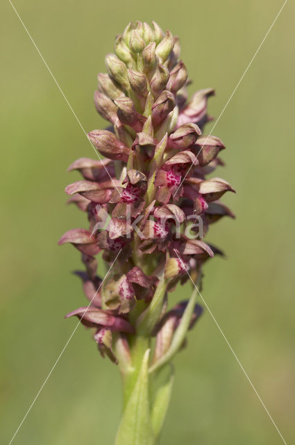 Bug Orchid (Anacamptis coriophora)