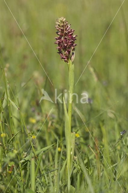 Wantsenorchis (Anacamptis coriophora)