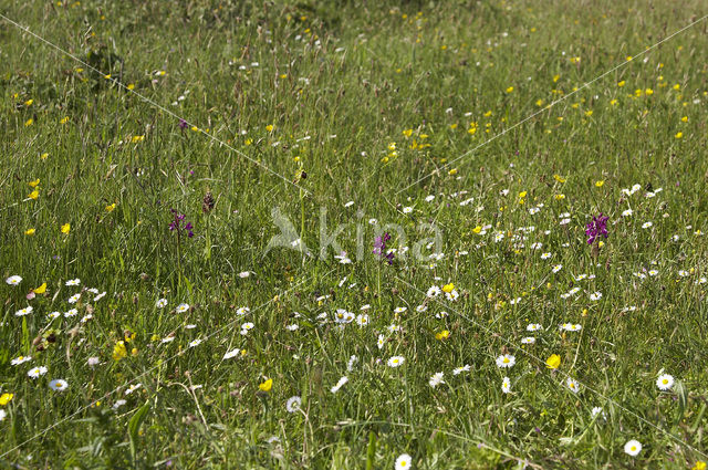 Bug Orchid (Anacamptis coriophora)