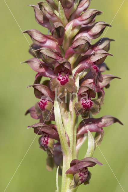 Bug Orchid (Anacamptis coriophora)