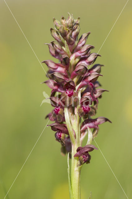 Wantsenorchis (Anacamptis coriophora)