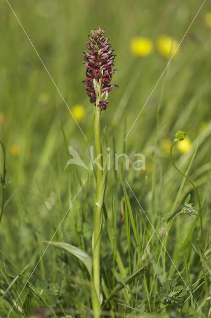 Bug Orchid (Anacamptis coriophora)