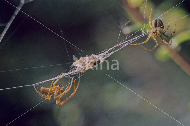 Wielspin spec. (Aranaeidae spec.)