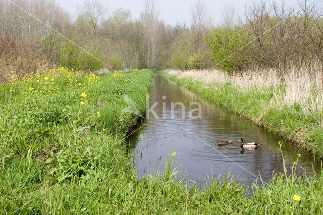 Wilde Eend (Anas platyrhynchos)