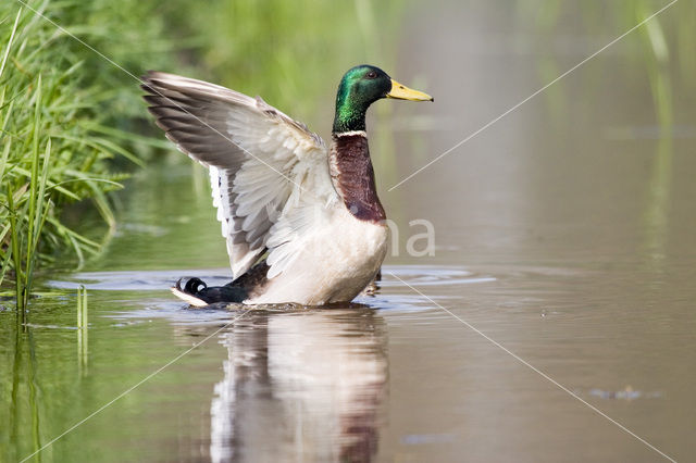 Wilde Eend (Anas platyrhynchos)