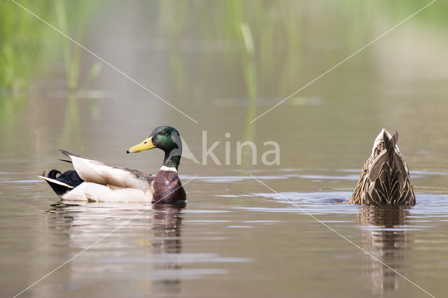 Wilde Eend (Anas platyrhynchos)