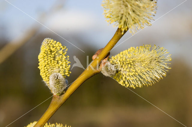 Wilg (Salix)