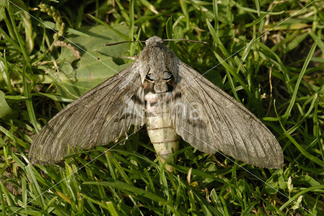 Windepijlstaart (Agrius convolvuli)