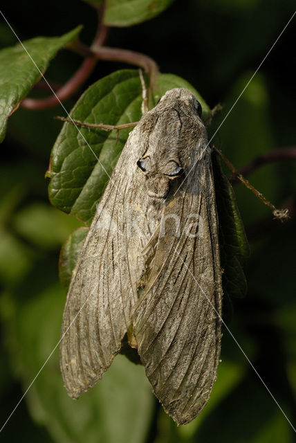 Windepijlstaart (Agrius convolvuli)