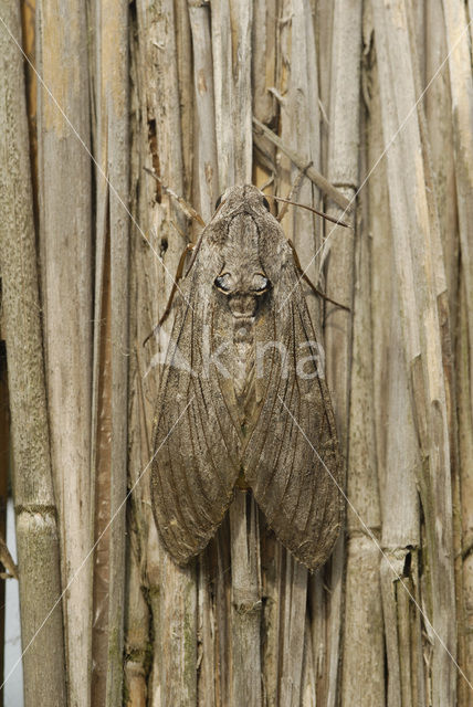 Windepijlstaart (Agrius convolvuli)