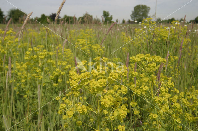 Wolfsmelk (Euphorbia spec.)