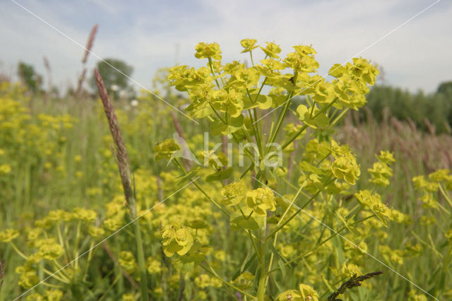 Wolfsmelk (Euphorbia spec.)