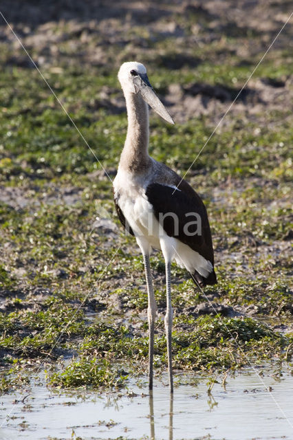 Wolnekooievaar