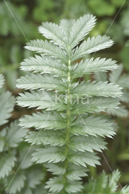 Silverweed (Potentilla anserina)