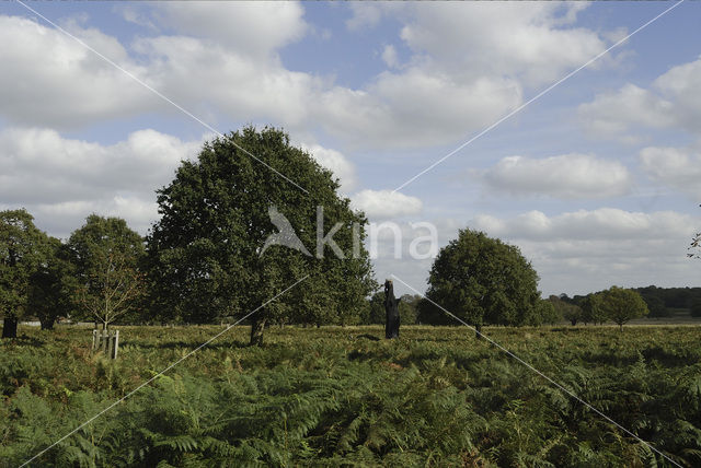 Zomereik (Quercus robur)