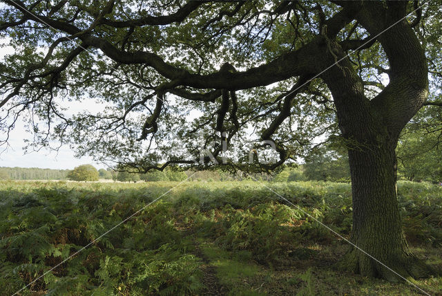 Zomereik (Quercus robur)