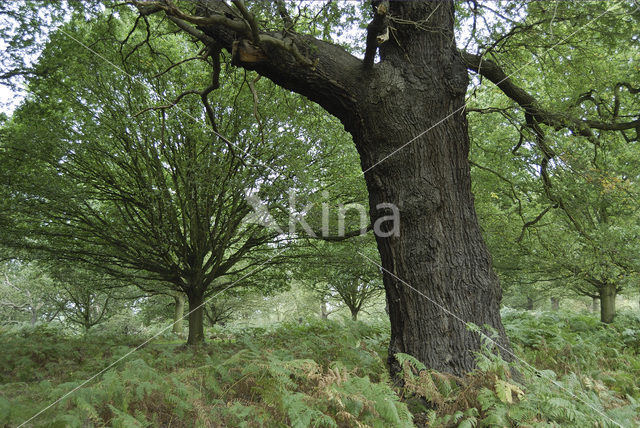 Zomereik (Quercus robur)