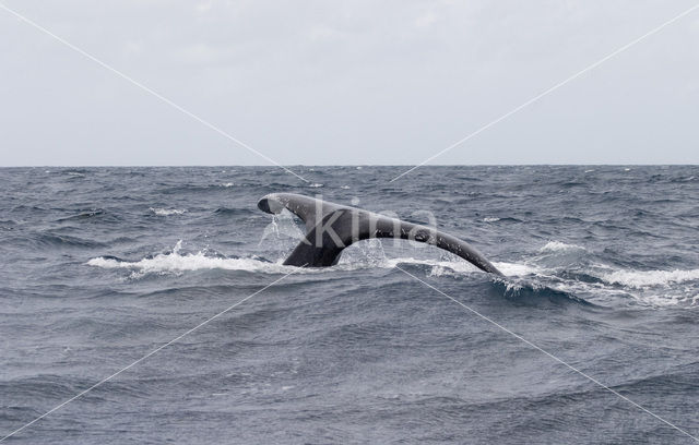 Zuidkaper (Eubalaena australis)