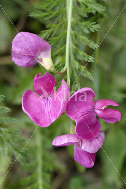 Aardaker (Lathyrus tuberosus)