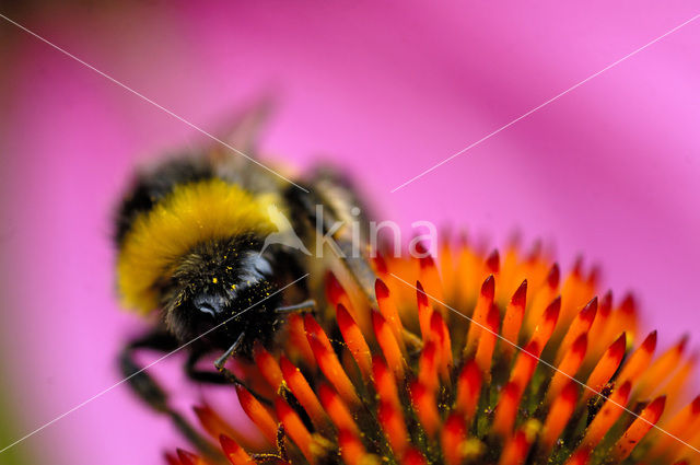 Aardhommel (Bombus terrestris)