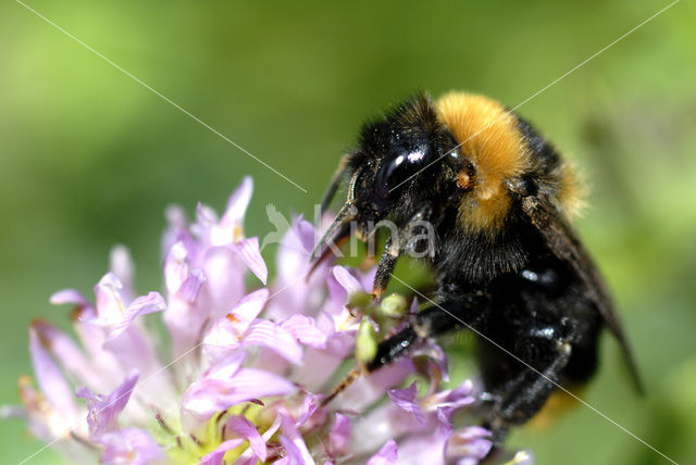 Aardhommel (Bombus terrestris)