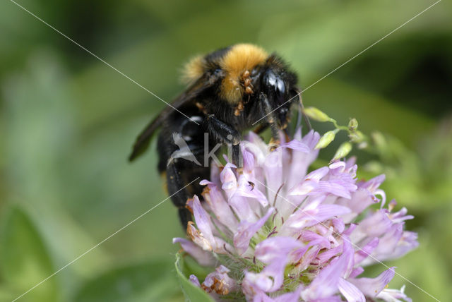 Aardhommel (Bombus terrestris)