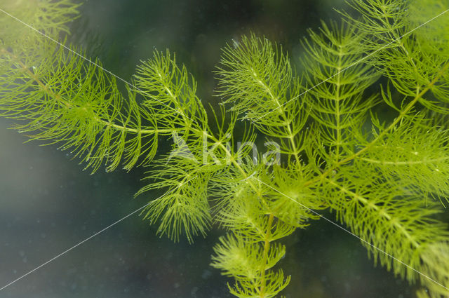 Aarvederkruid (Myriophyllum spicatum)