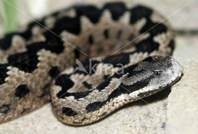 Lataste’s Viper (Vipera latastei)