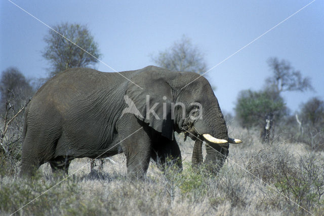 Afrikaanse olifant (Loxodonta africana)