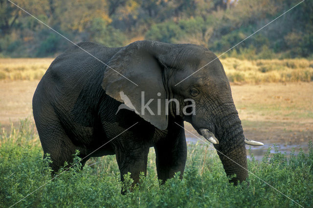 Afrikaanse olifant (Loxodonta africana)