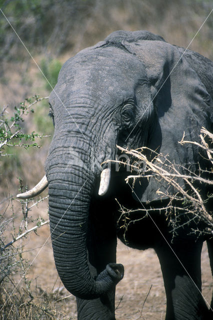 Afrikaanse olifant (Loxodonta africana)