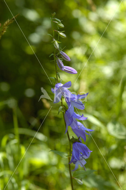 Akkerklokje (Campanula rapunculoides)