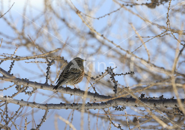 Alpenheggemus (Prunella collaris)