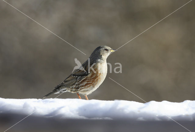 Alpenheggemus (Prunella collaris)