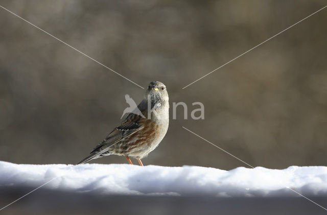 Alpenheggemus (Prunella collaris)