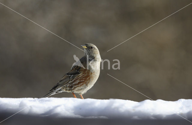 Alpenheggemus (Prunella collaris)