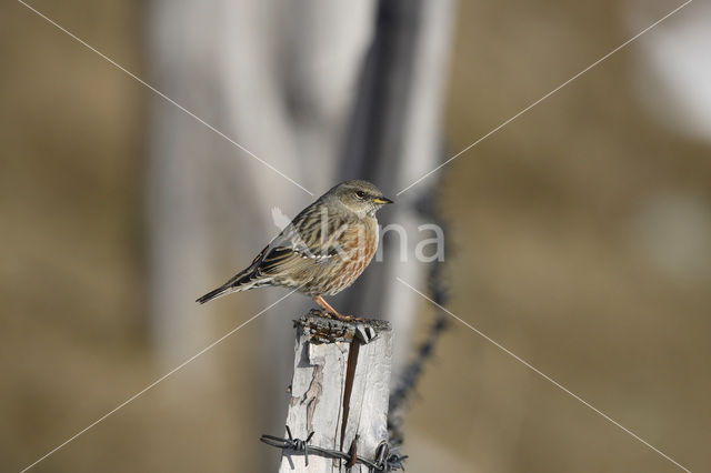 Alpenheggemus (Prunella collaris)