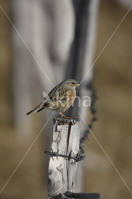 Alpenheggemus (Prunella collaris)