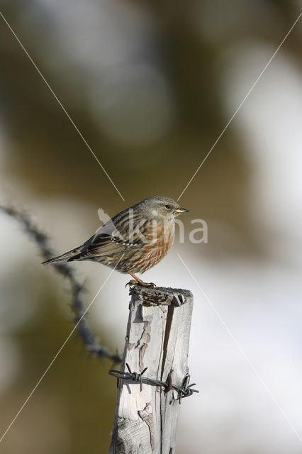 Alpenheggemus (Prunella collaris)