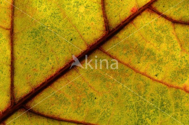 Amerikaanse eik (Quercus rubra)