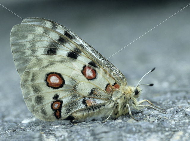 Apollovlinder (Parnassius apollo)