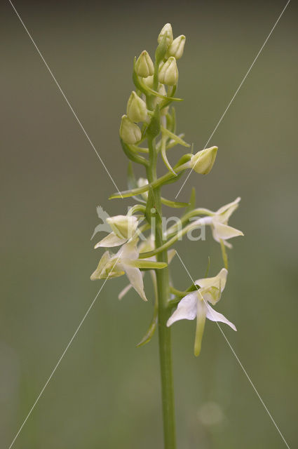 Greater Butterfly-orchid (Platanthera chlorantha)