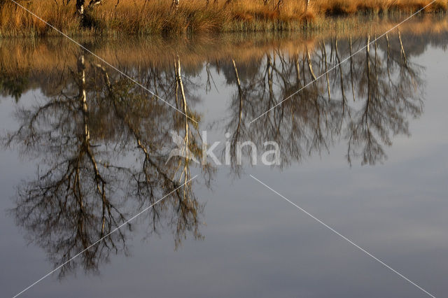 Berk (Betula)