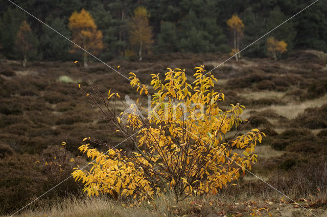 Berk (Betula)