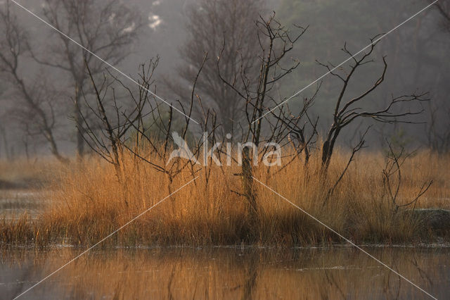 Berk (Betula)