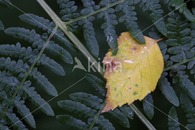 Berk (Betula)