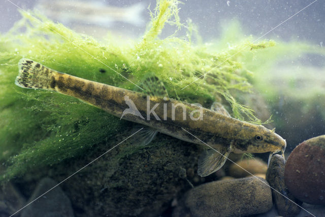 Stone Loach (Barbatula barbatula