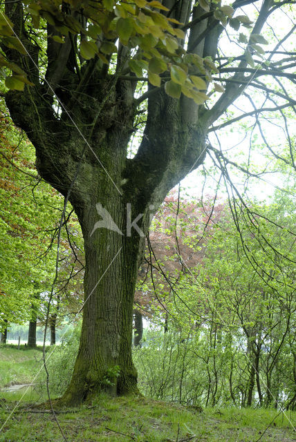 Beech (Fagus sylvatica)