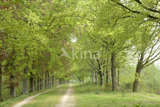 Beuk (Fagus sylvatica)